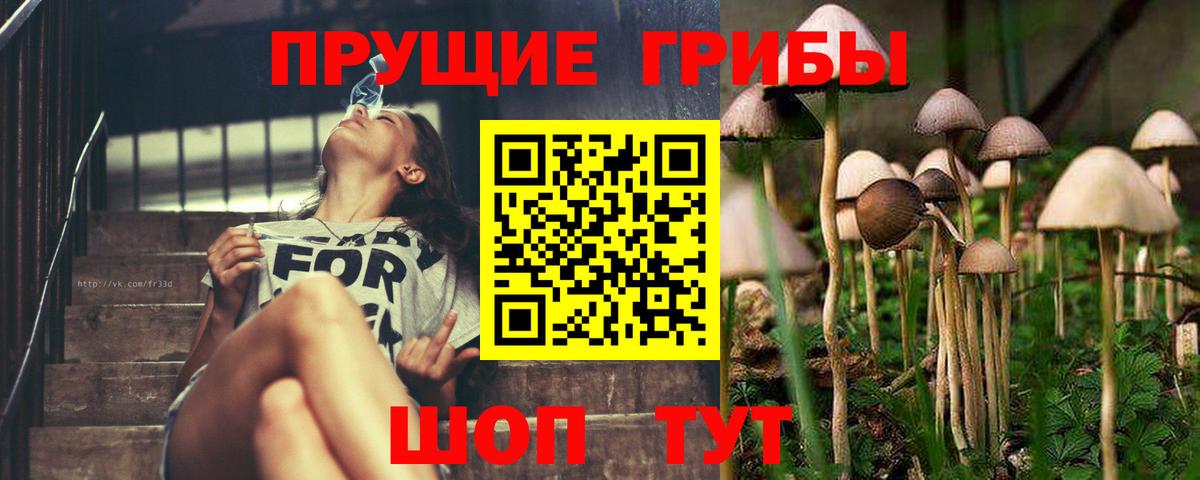 Заводоуковск  наркотики  Вход с VPN  Галлюциногенные грибы Psilocybe 
